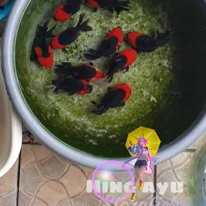 Terbaru Koki Oranda Panda Asli Kepala Merah Badan Hitam Size 7/10 cm