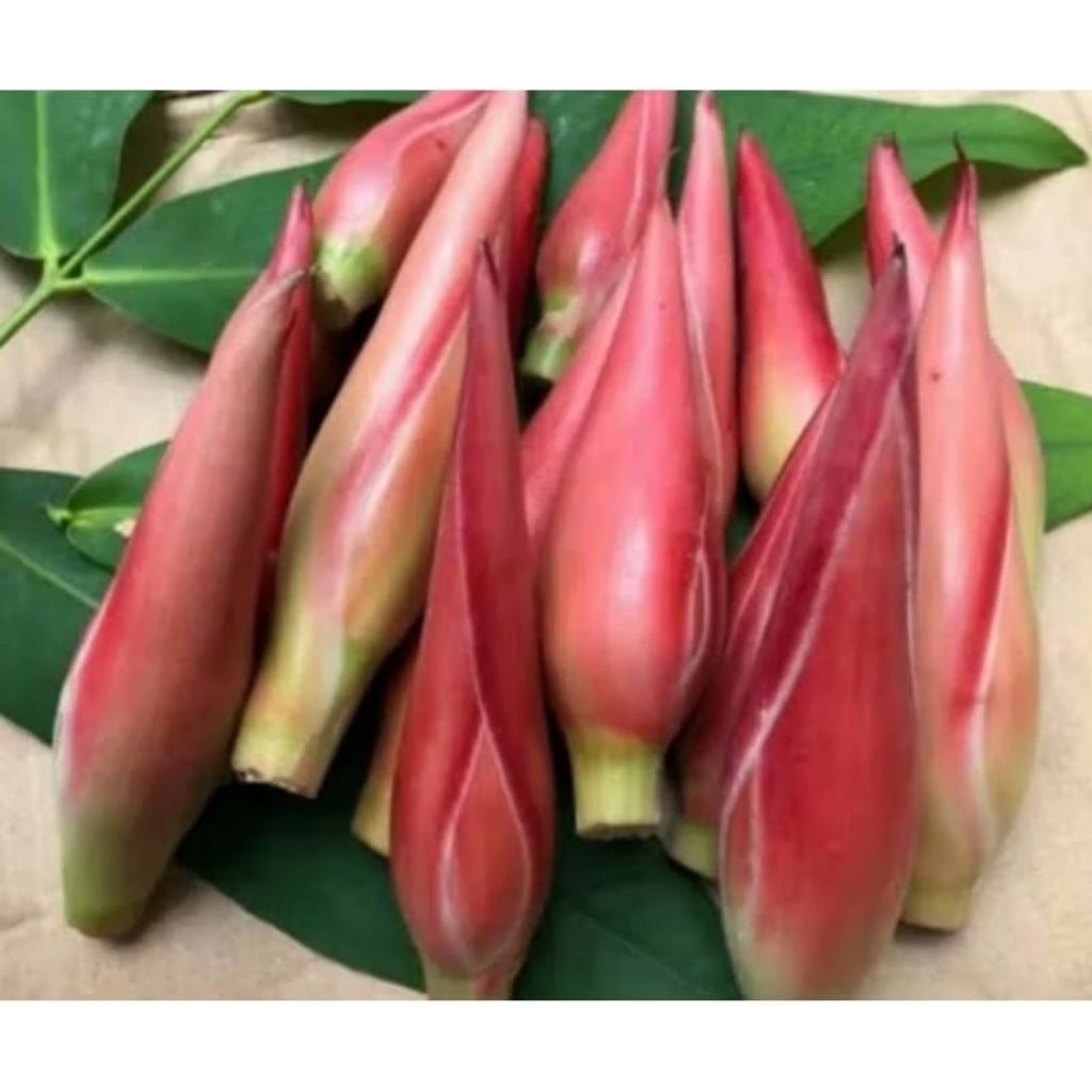 bunga kecombrang merah segar