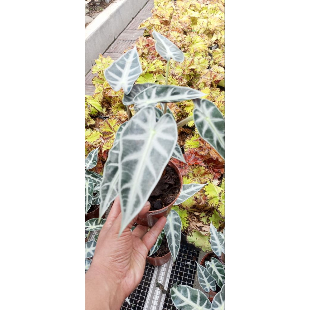 Tanaman Alocasia 'Bambino'.