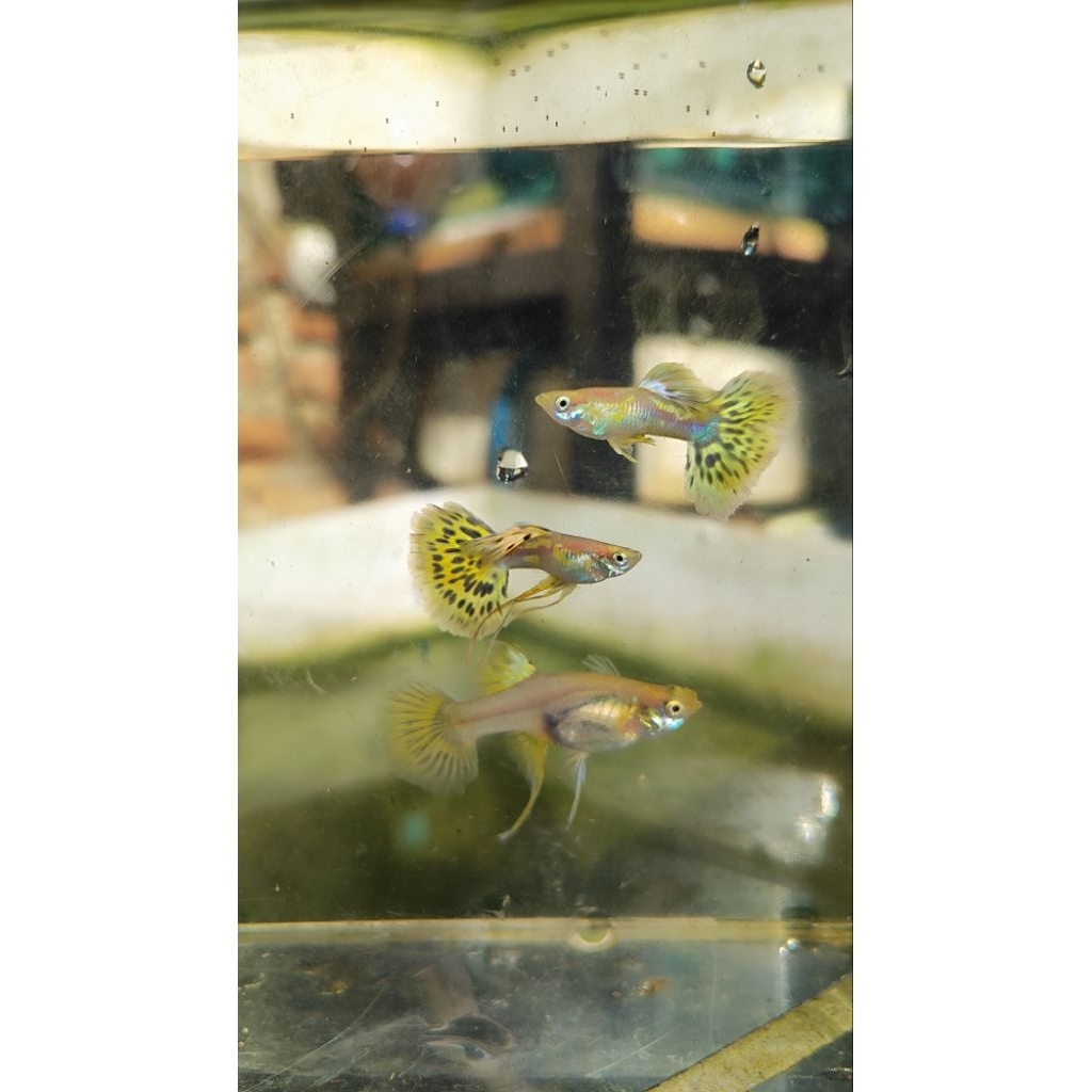 Hiasan Aquarium | Guppy Blonde Yellow mozaik