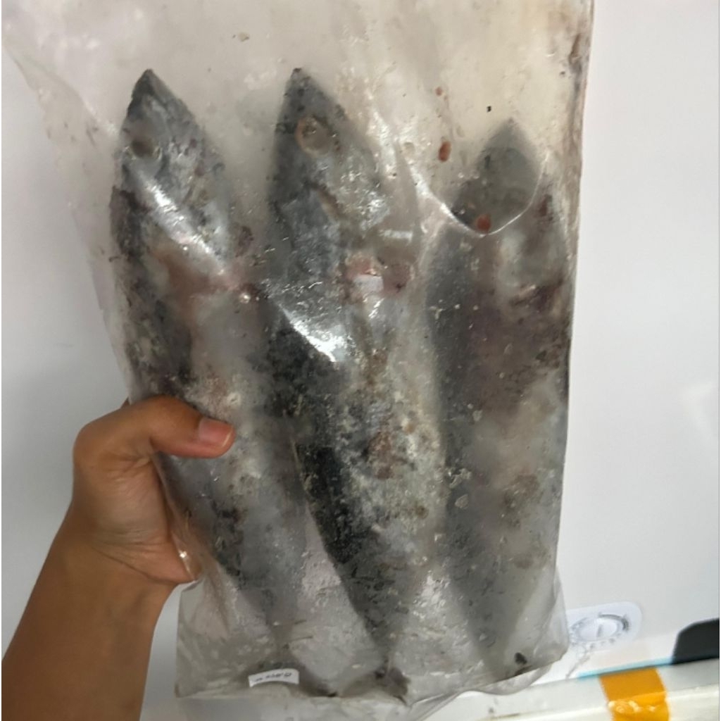 Ikan Tongkol basah frozen