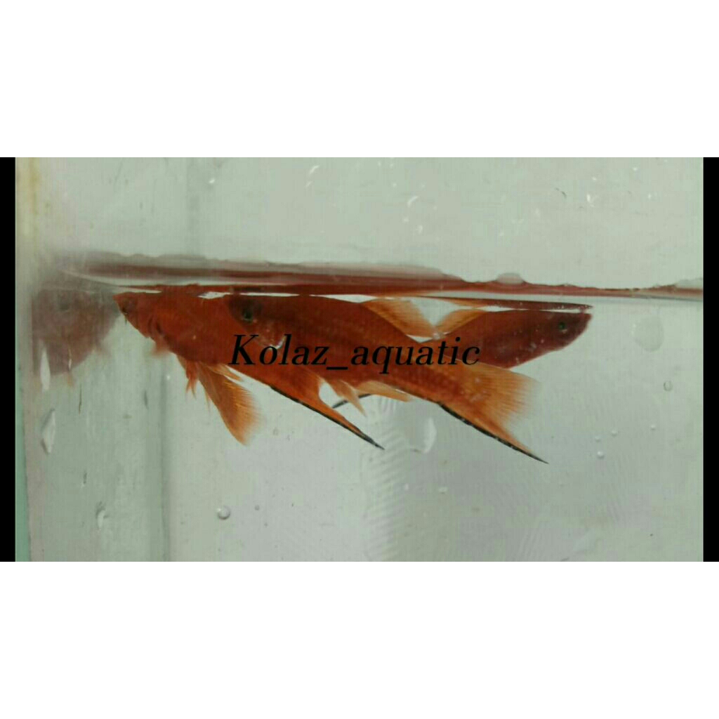 IKAN PLATY SWORDTAIL (RED)