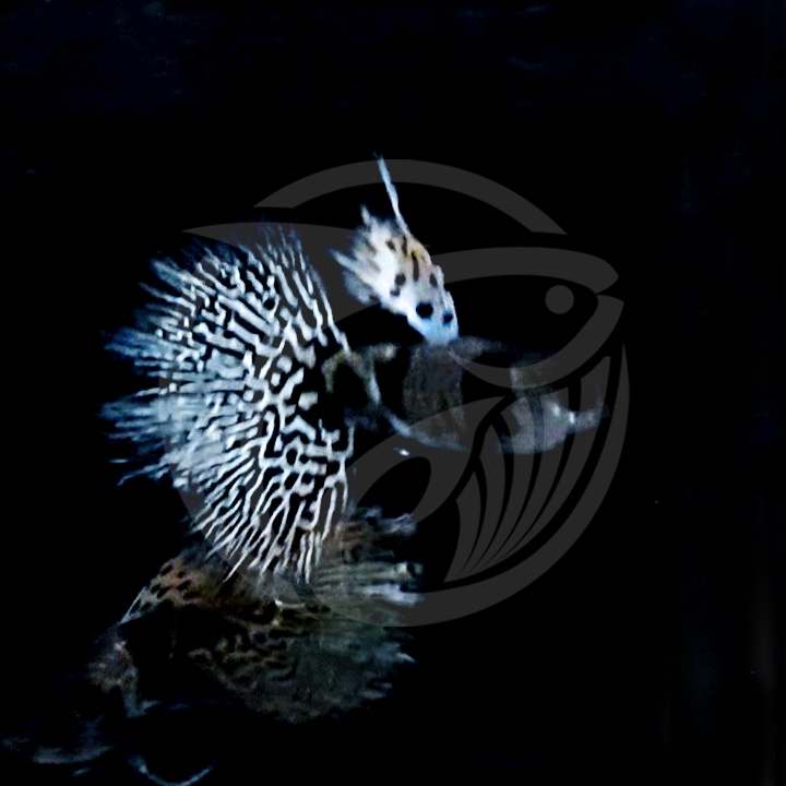 Hiasan Akuarium Yellow Tiger King Cobra YTKC Ribbon Guppies Bogor Ribbon / Normal