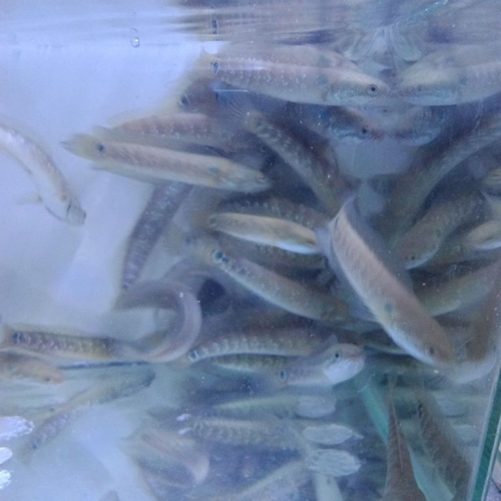Chana asiatika WS 8-9cm