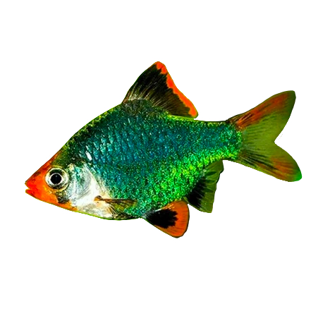 Ikan Hias Air Tawar Green Sumatra Barb Size Besar