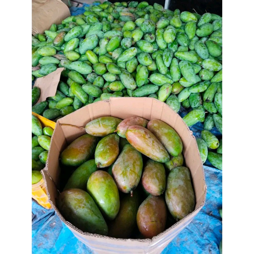 Mangga Kiojay/sinawang