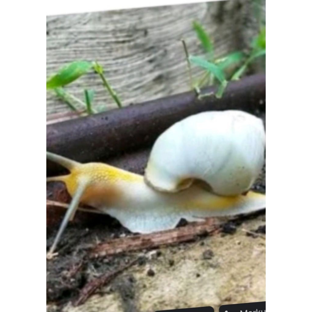 bekicot putih fres,per biji fh