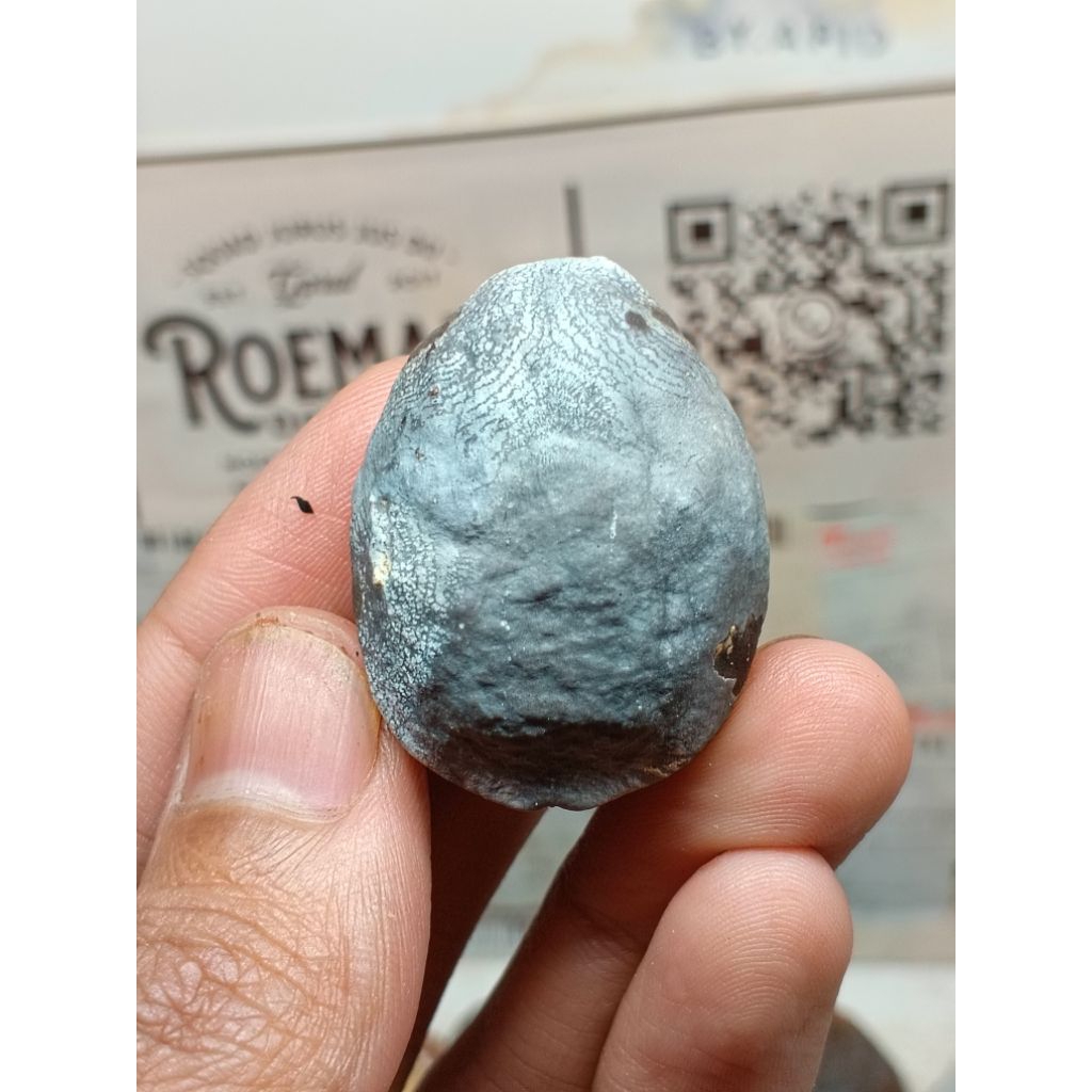 Muncang Adu Benih Jayanti Dajjal Original