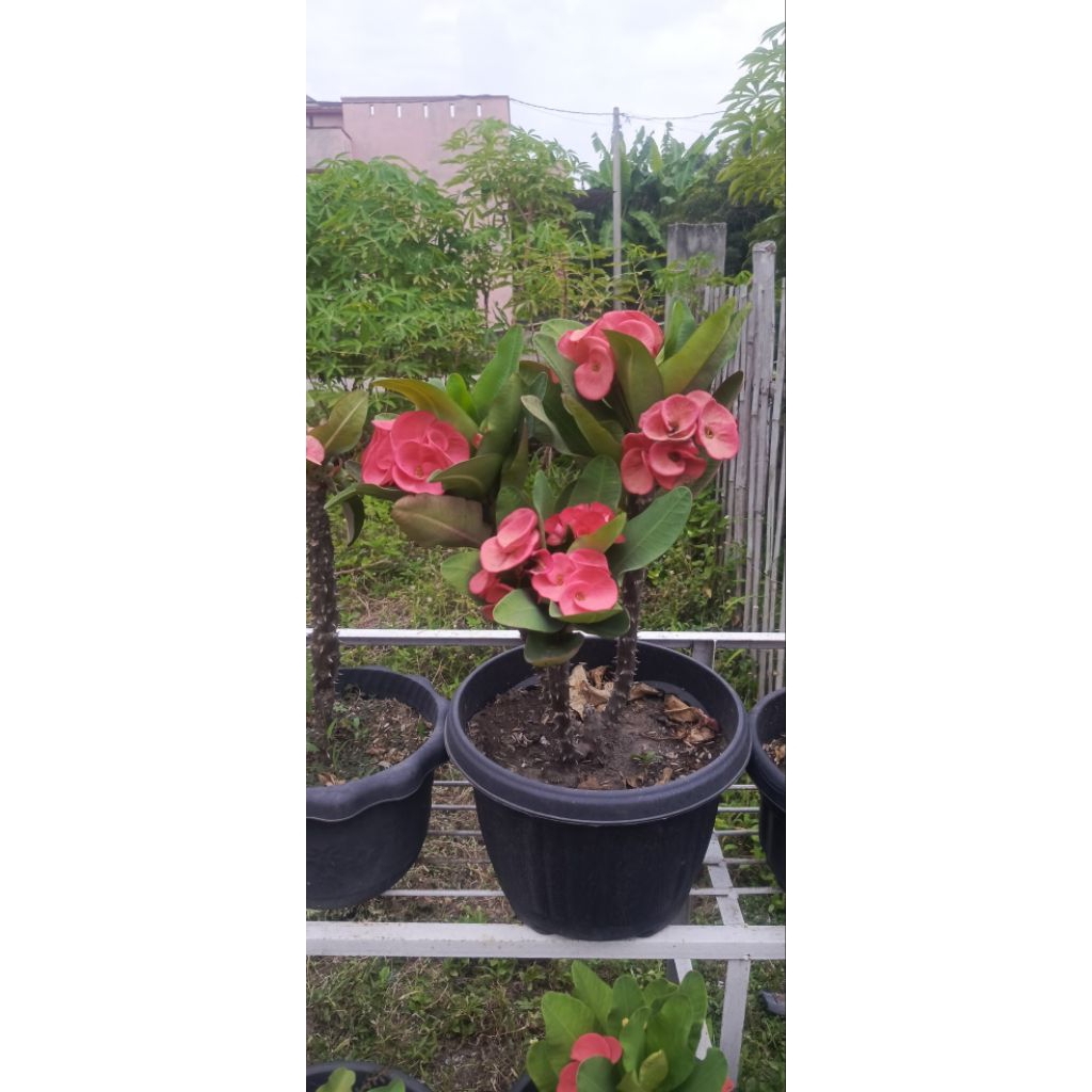 tanaman bunga eforbia