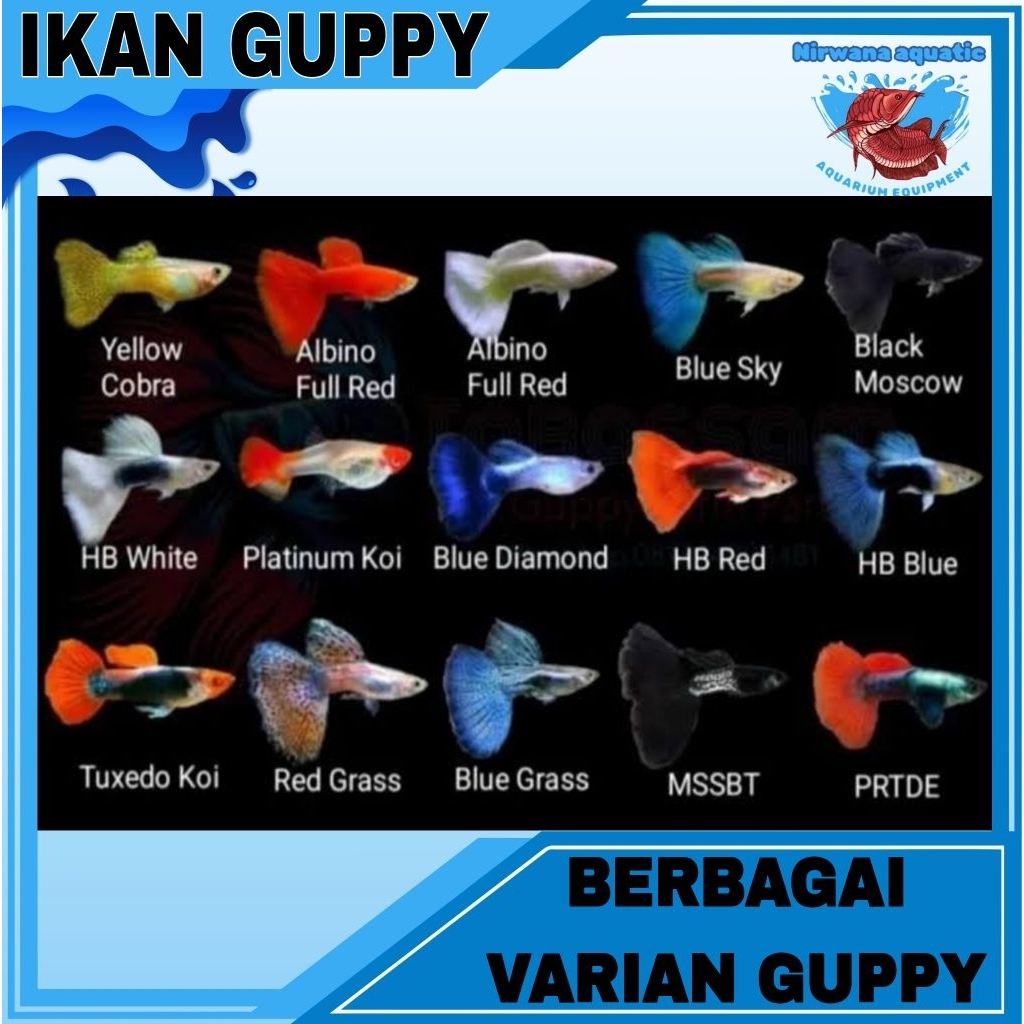 (INSTAN) IKAN GUPPY - GUPI - CERE BERBAGAI VARIAN