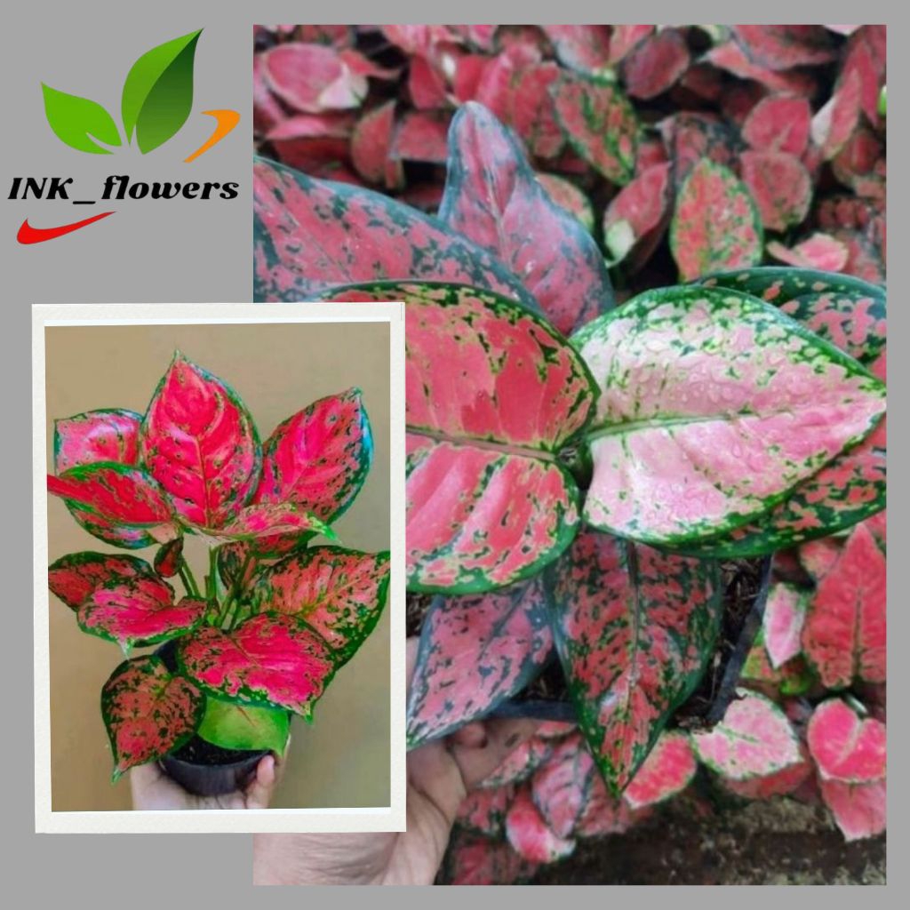 Aglonema Dud Anjamani Rimbun Aglonema Merah Dut Anjamani Tanaman Hias Berkualitas