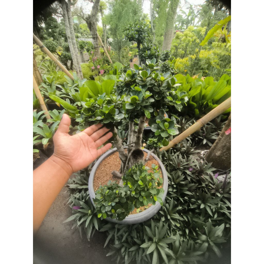 pohon hiar (dolar dolaran)bonsai bonsai