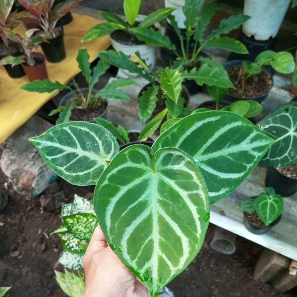 kuping gajah dorayaki