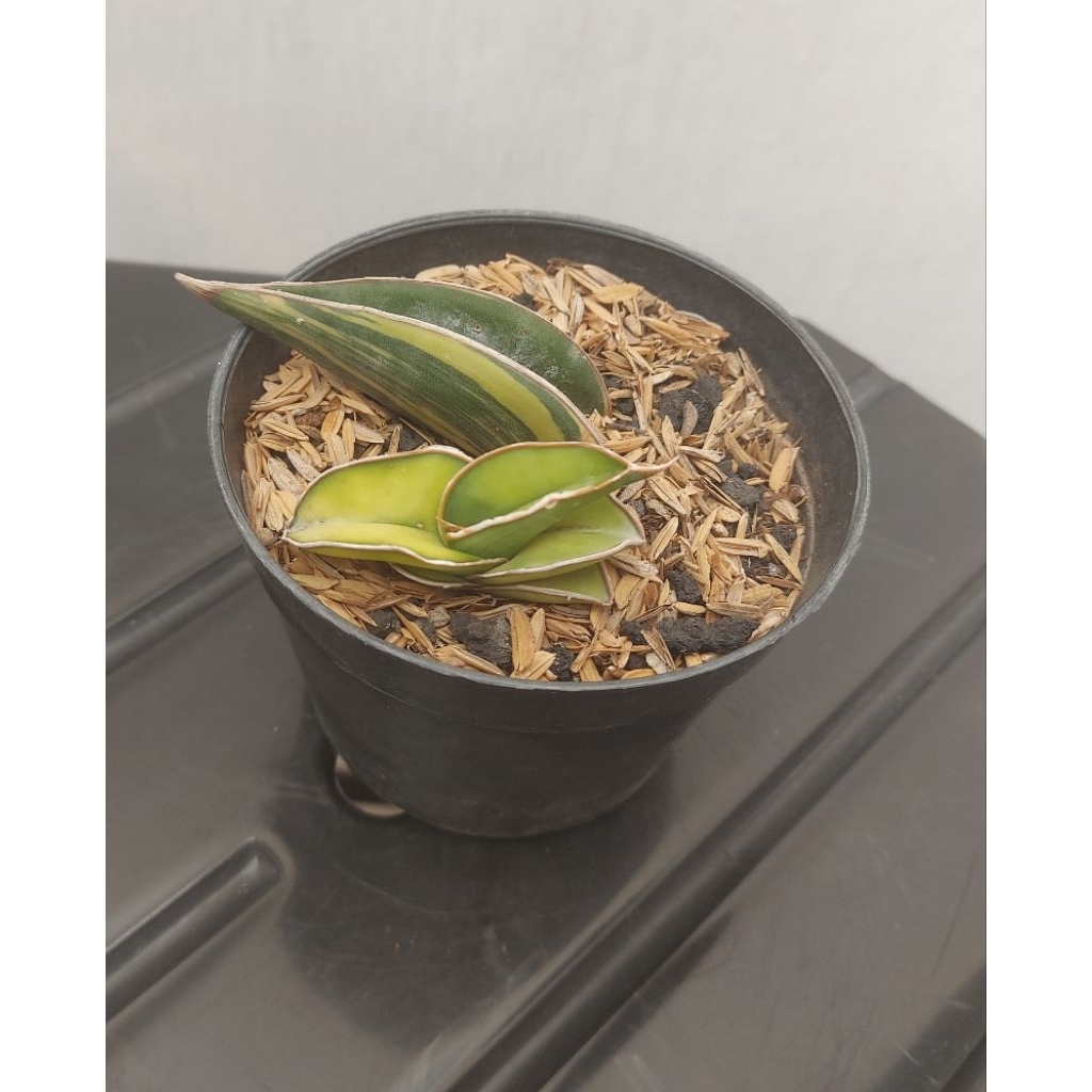 stek daun rorida varigata