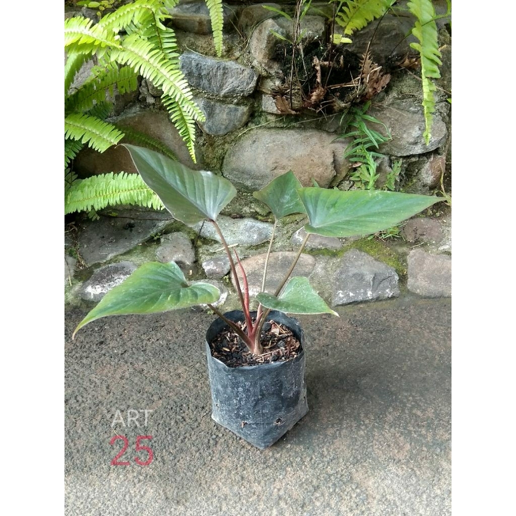 Homalomena Black Homa Hitam Sesuai Foto