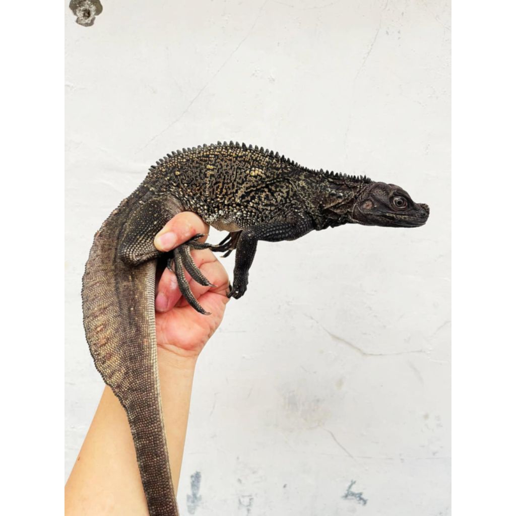 Mainan Hydrosaurus soa layar celebensis