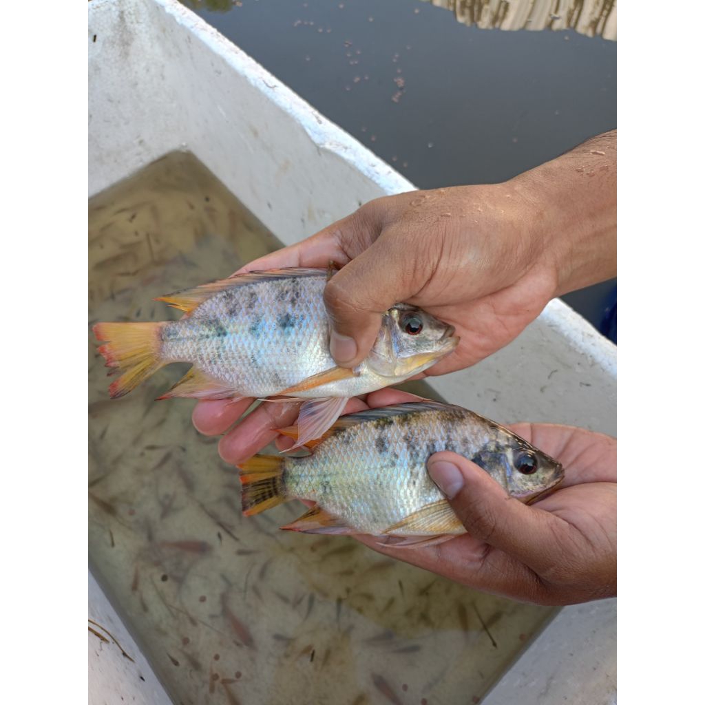 Calon indukan nila Anindira unggul merah hitam (Strain 1) 2 betina 1 jantan