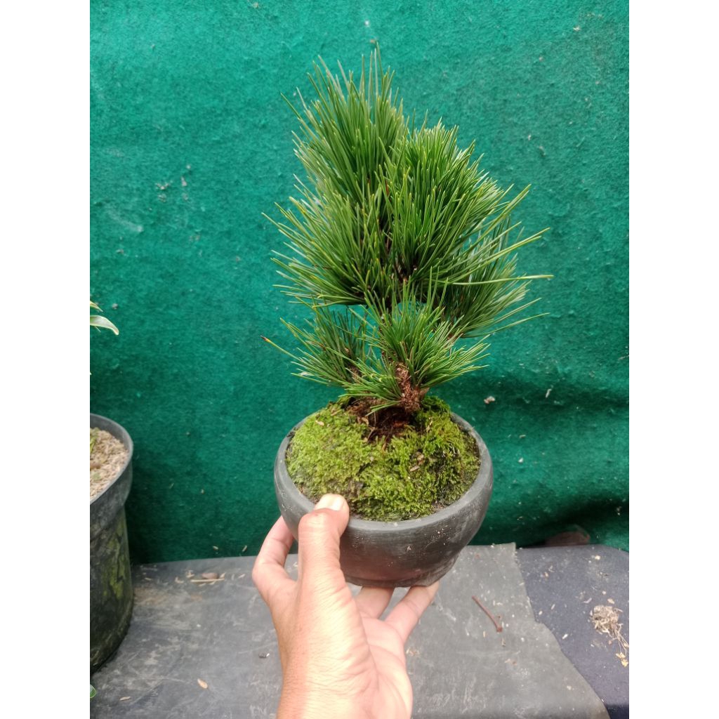 bonsai black pine