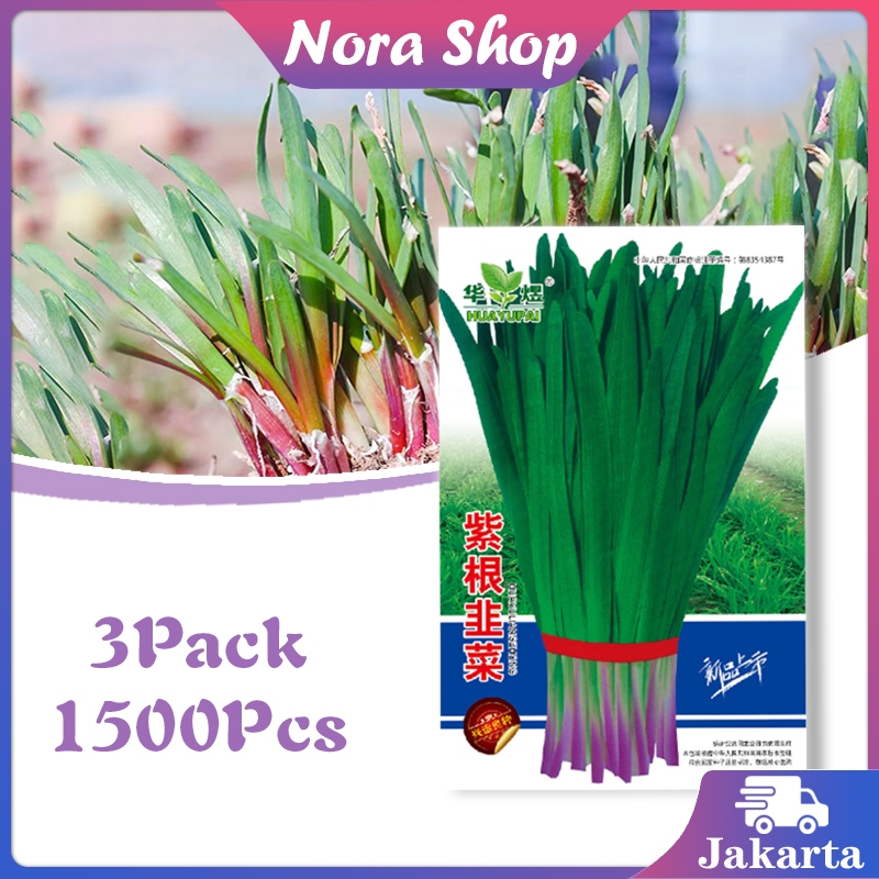 3Pack Sekitar 1500 pil Benih Bawang Prei Premium Quality / Benih Bawang Prei Pertumbuhan Cepat