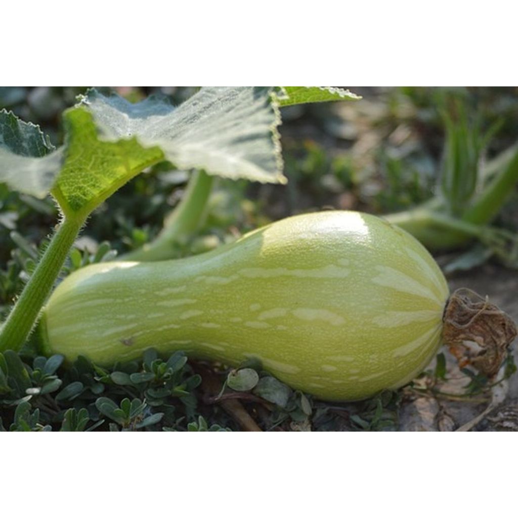 PREMIUM - Bibit Labu Madu