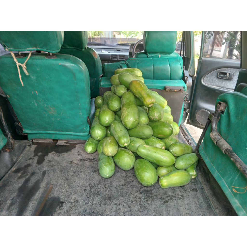 Buah Pepaya California Kalina 1kg