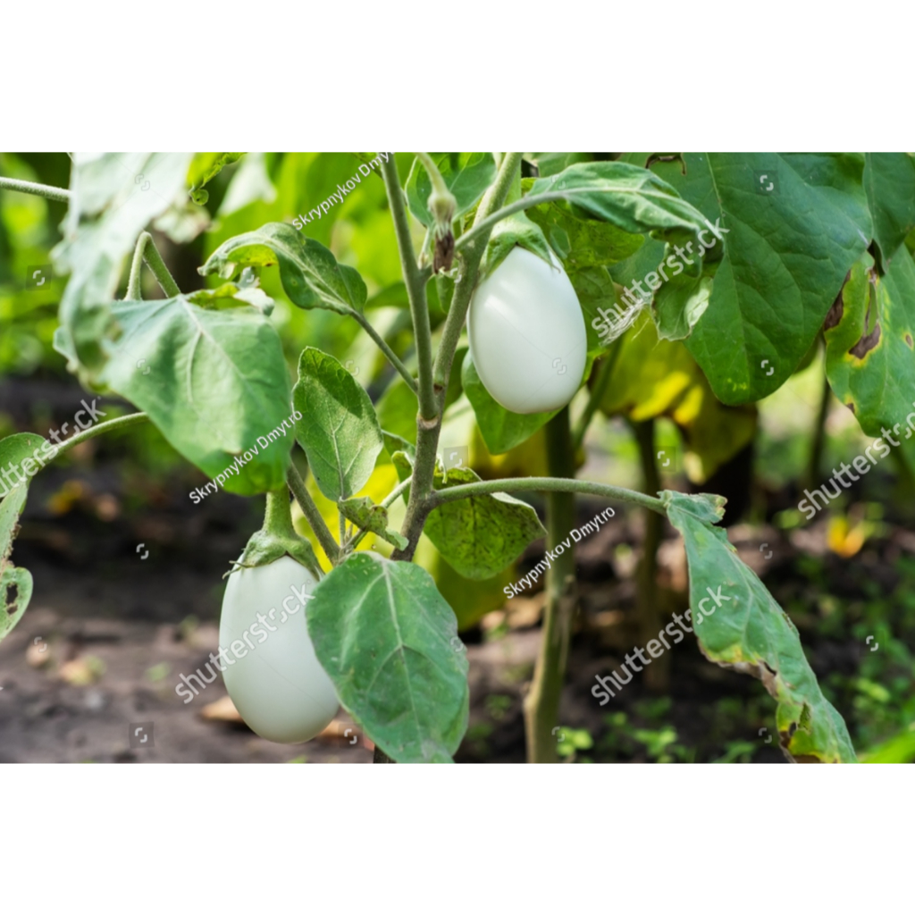 SUBUR BIBIT TERONG PUTIH BULAT