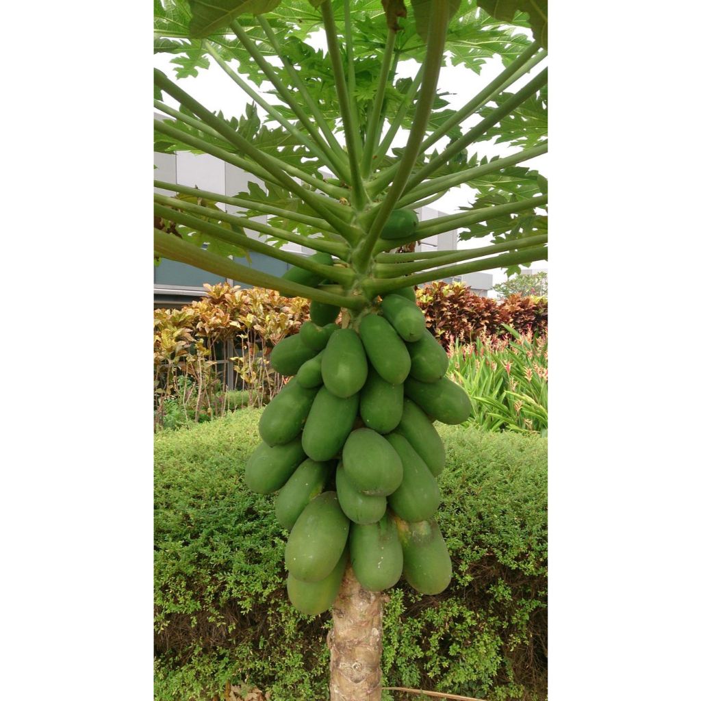 Buah Pepaya California Kalina 1,2kg - 2kg