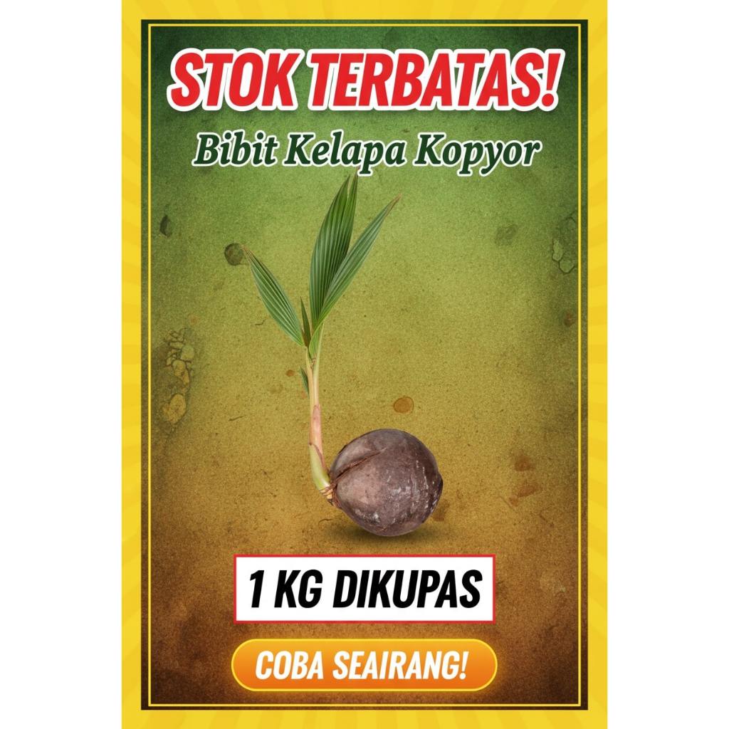 TERPERCAYA !! Bibit Kelapa Kopyor Trubus