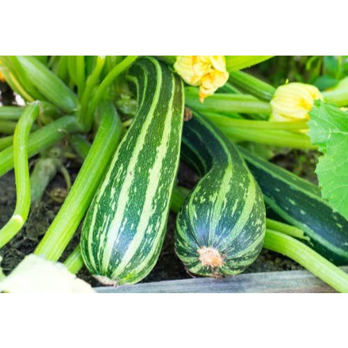 PREMIUM - Bibit Timun Krai