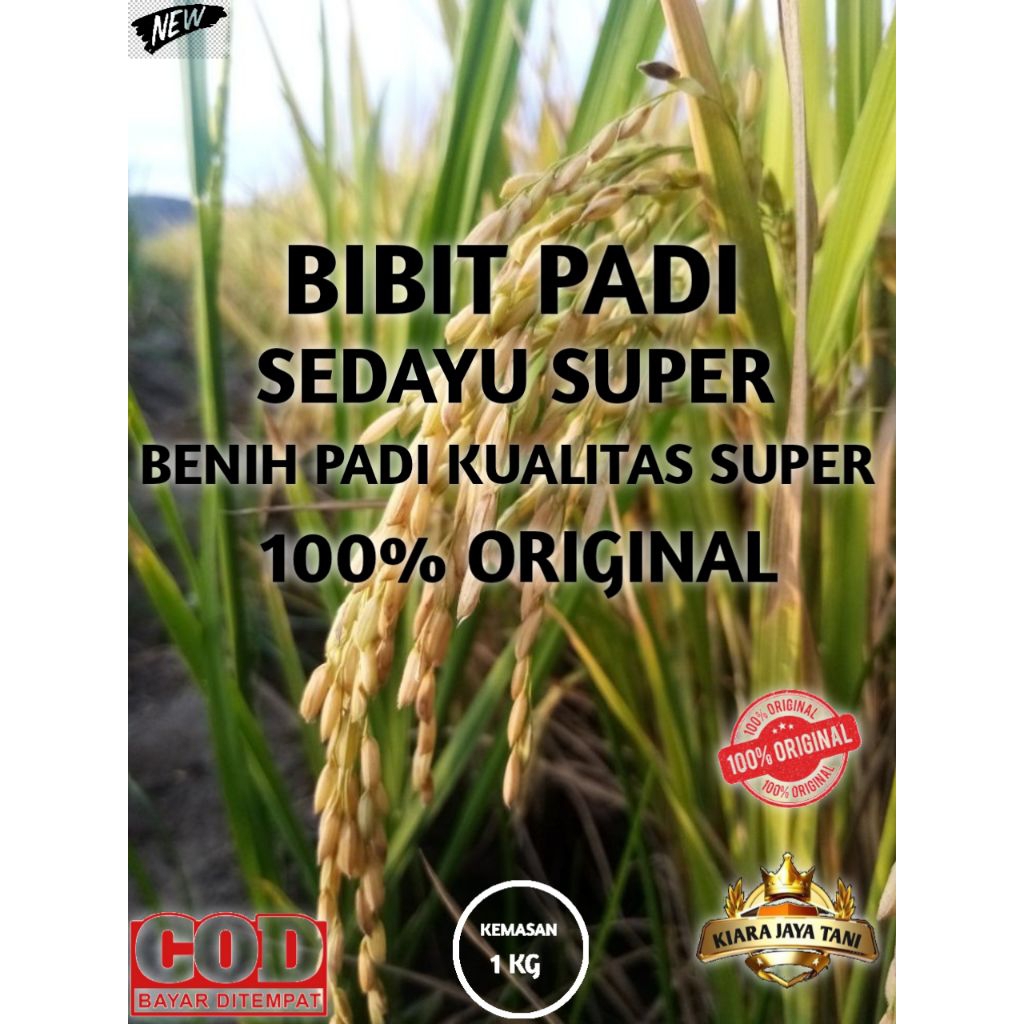 ( 1KG ) BIBIT PADI SEDAYU SUPER, BENIH PADI KUALITAS SUPER 100% ORIGINAL