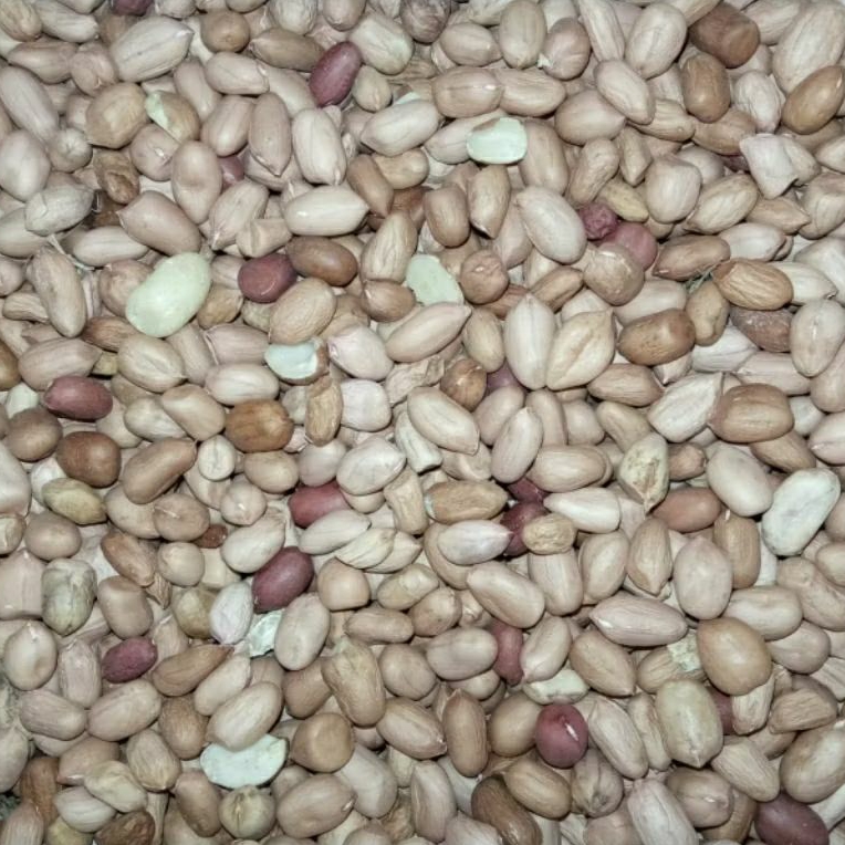 GROSIR 1 Kg Kacang Tanah Lokal Mentah Konsumsi Asalan Siap Olah