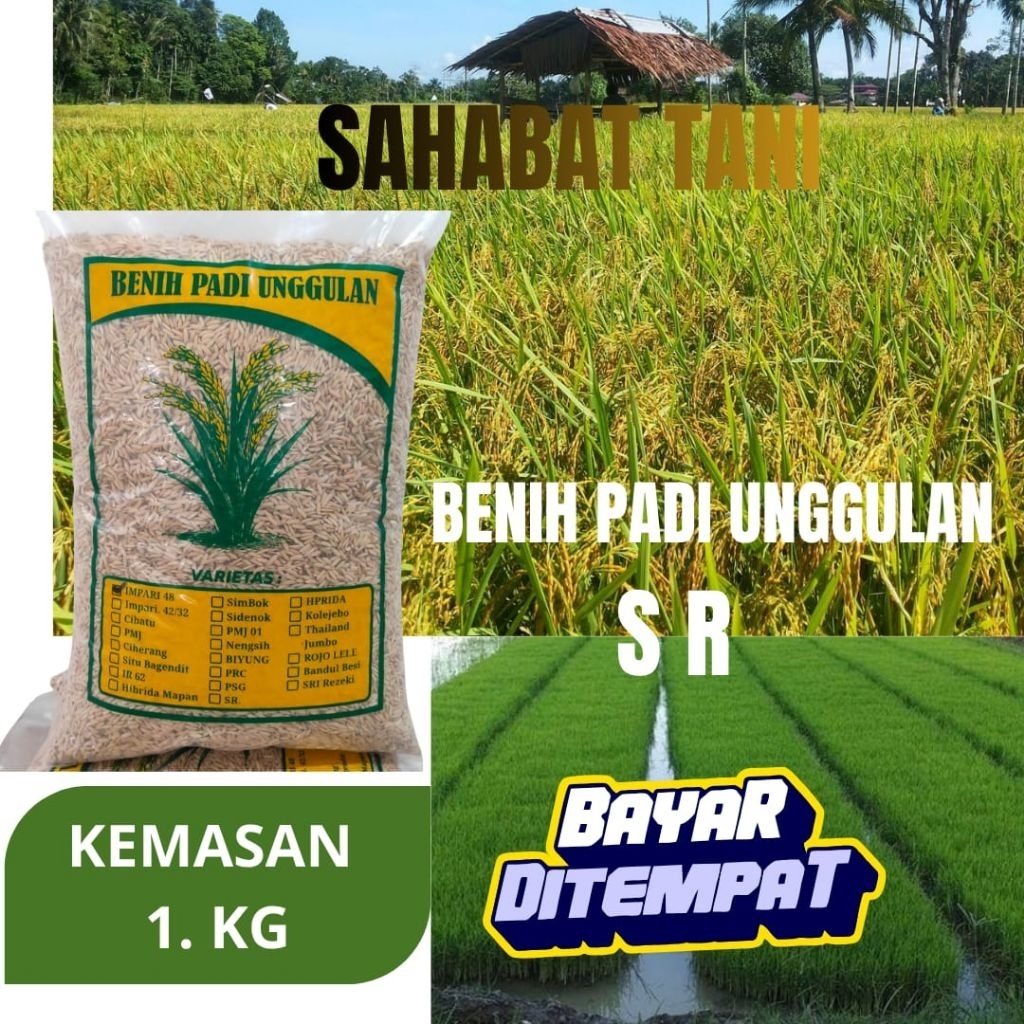 benih padi unggulan SR kemasan 1kg benih padi sr benih padi super SR