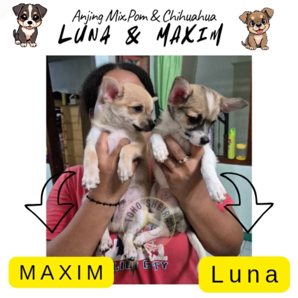 Anjing Mix Pomchi Pom Chihuahua 2 Bulan Vaksin Pomeranian Anak Anjing Kecil Bogor