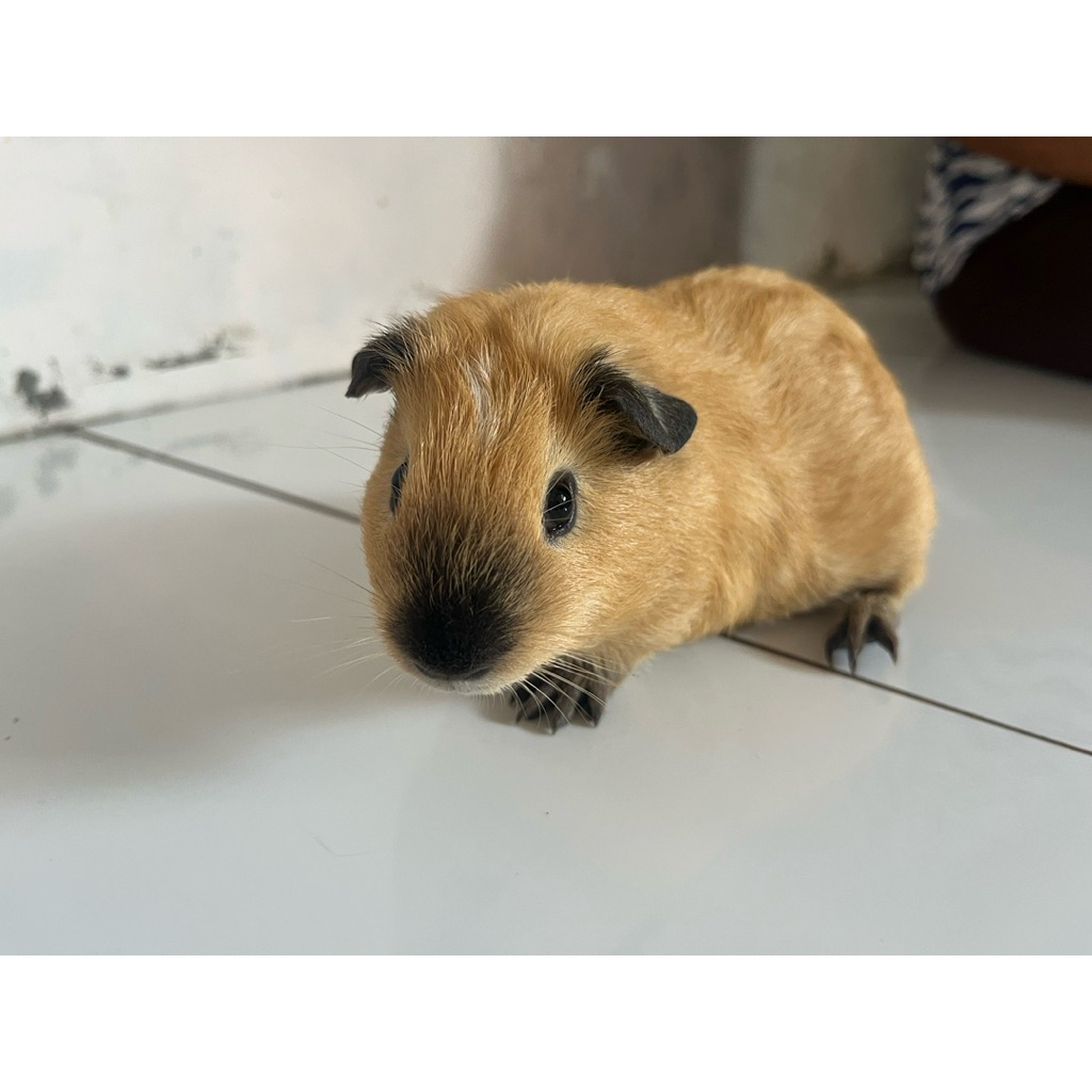 marmut hias guinea pig california