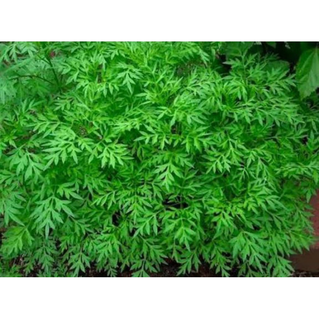 Benih sayur kenikir /kenikir lalap (30)-biji