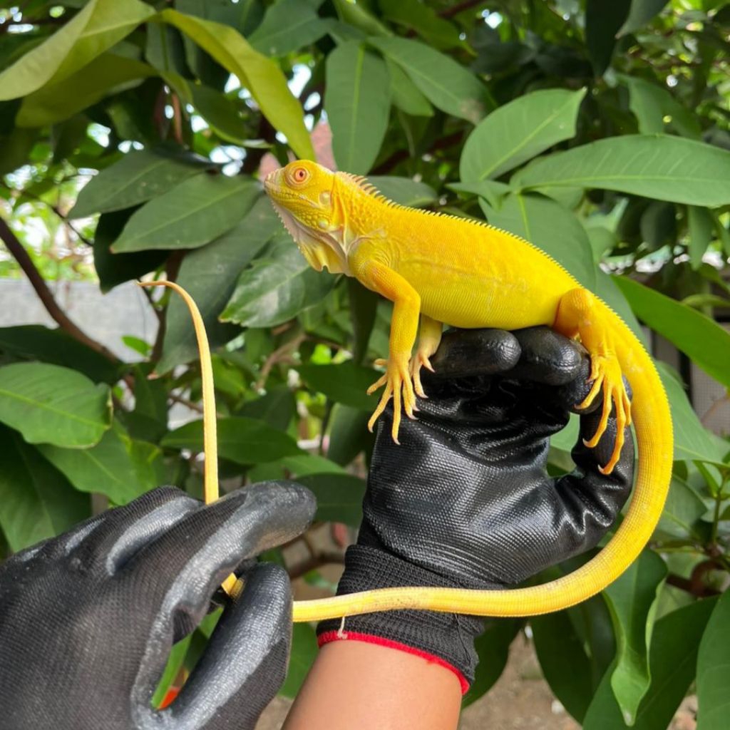 Green Albino Iguana