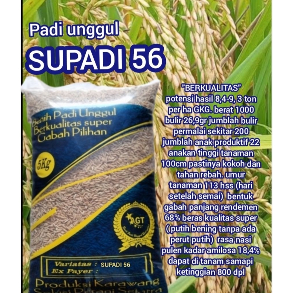 Benih padi berkualitas SUPPADI 56 kemasan 5kg