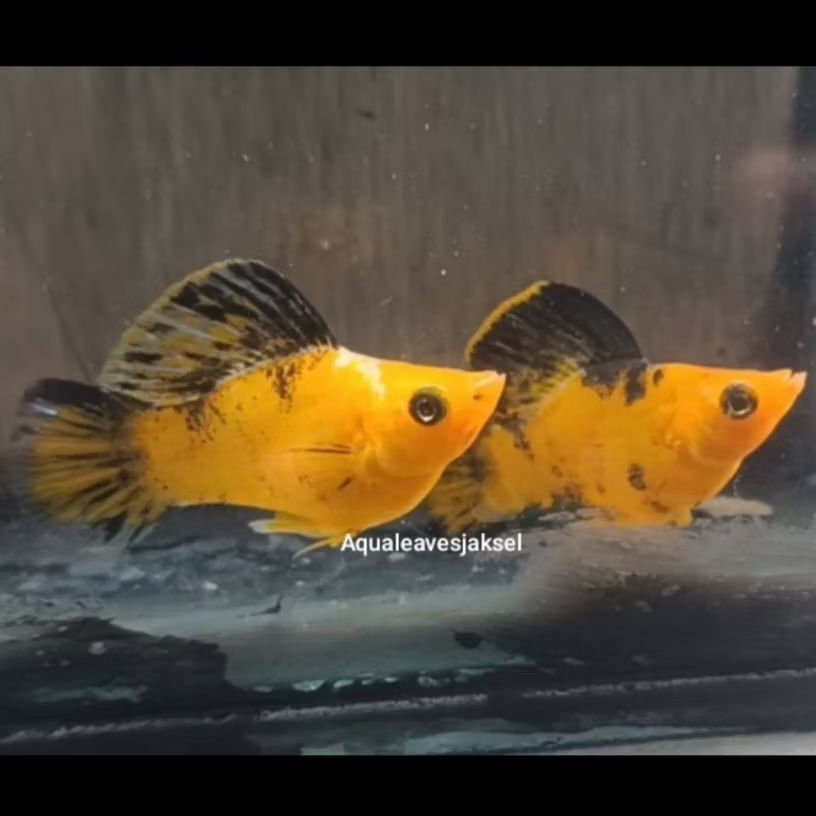 ikan molly balon leopard roundtail sepasang