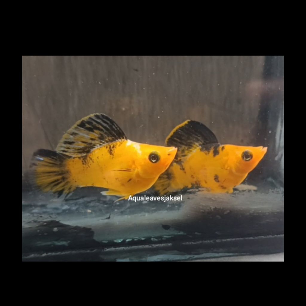 ikan molly balon leopard round tail sepasang