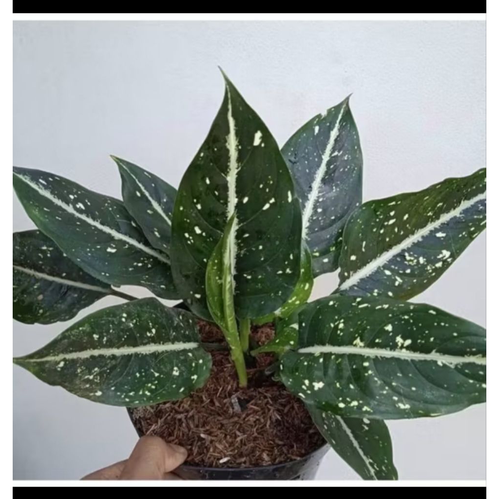 Aglonema Maranta Srikit - Aglonema Srikit - Tanaman Hias Aglonema Maranta Srikit