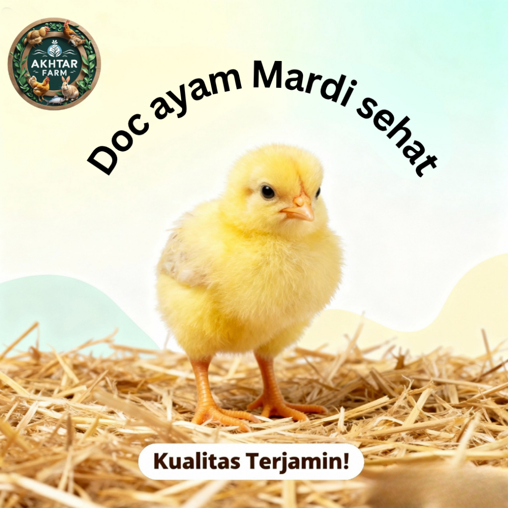 DOC Ayam Mardi Asli Malaysia 1–5 Hari | Bibit Ayam Kampung Unggul Sehat Aktif akhtarFarm