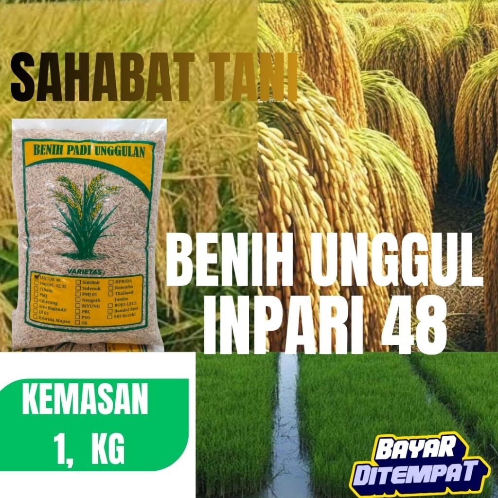 benih padi  inpari 48 . unggul impari 48 dengan kemasan 1kg