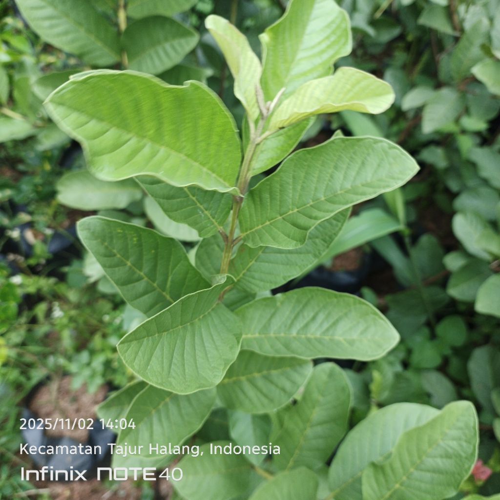Cangkokan Pohon Jambu Kristal Bibit Jambu Kristal Tanpa Biji Termurah Bisa ( Cod)