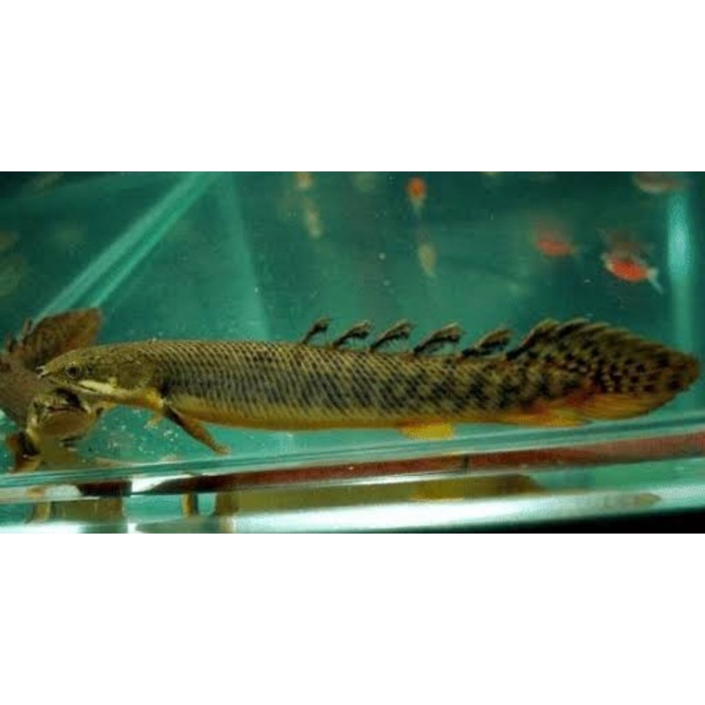 koleksi sinegalius palmas hitam 10-14cm