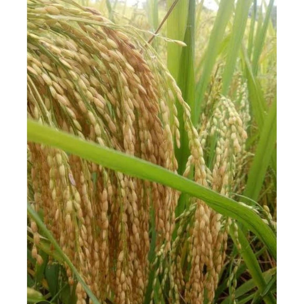 benih padi bibit padi PANDAN WANGI original kemasan 5 kg