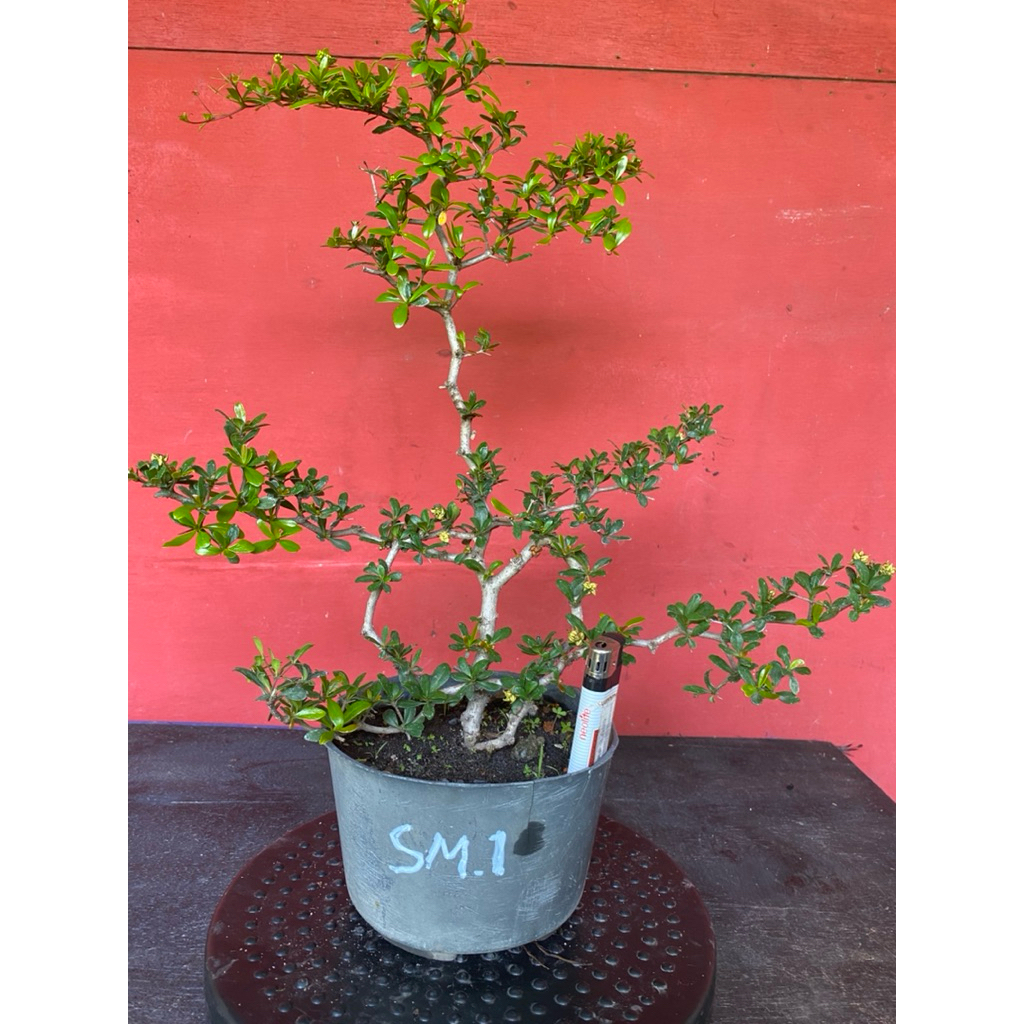 Bahan Bonsai Black Olive sm-1