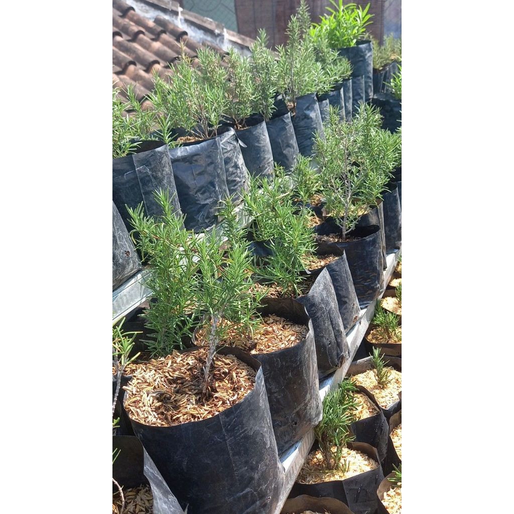 Tanaman hias rosemary/rosemary/tanaman rosemary