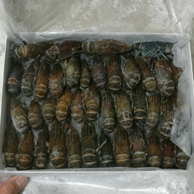 Baby Lobster Air Tawar FROZEN Size 31-40 ekor
