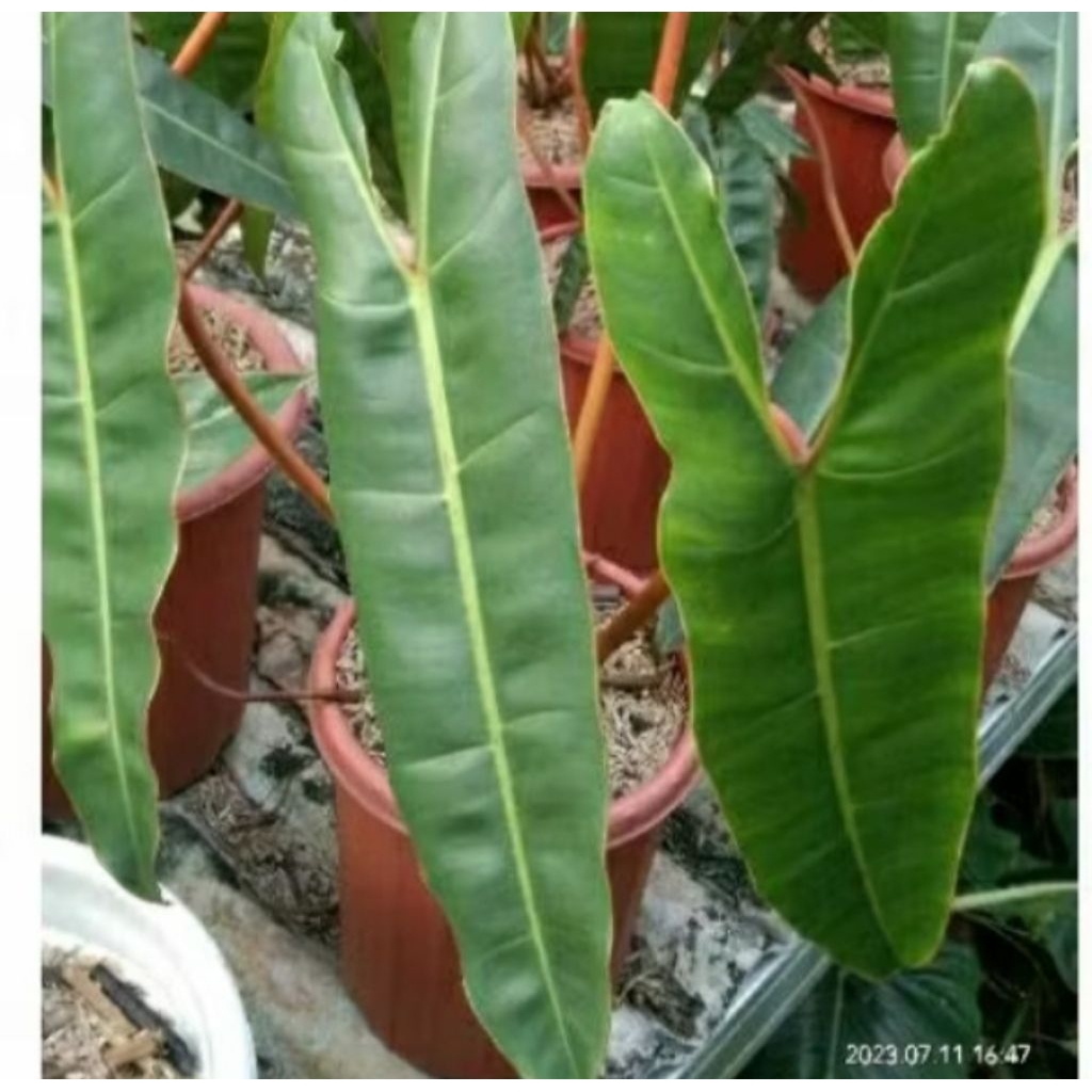 tanaman hias pohon philodendron kabel busi ori dewasa