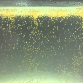 Artemia Hidup Pakan Hidup Burayak Ikan Cupang Guppy